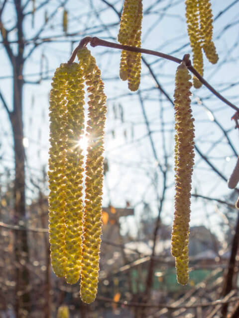 Alder Pollen