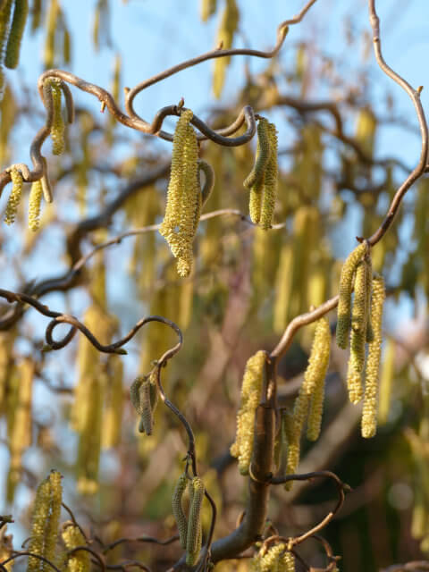 Birch Pollen