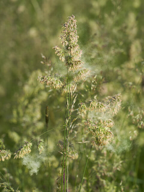 Grass Pollen