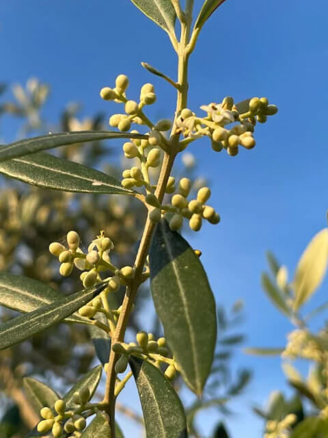 Olive Pollen